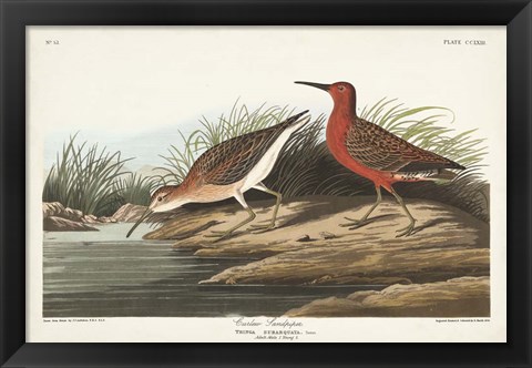 Framed Pl. 263 Curlew Sandpiper Print