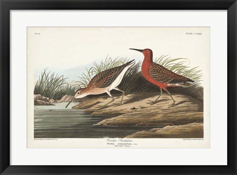 Framed Pl. 263 Curlew Sandpiper Print