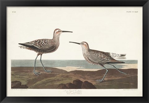 Framed Pl. 344 Long-legged Sandpiper Print