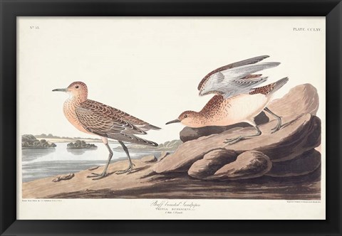 Framed Pl. 265 Buff-breasted Sandpiper Print