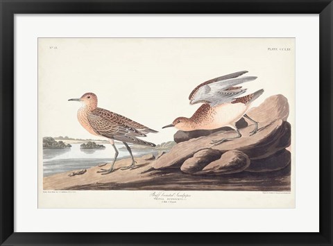 Framed Pl. 265 Buff-breasted Sandpiper Print