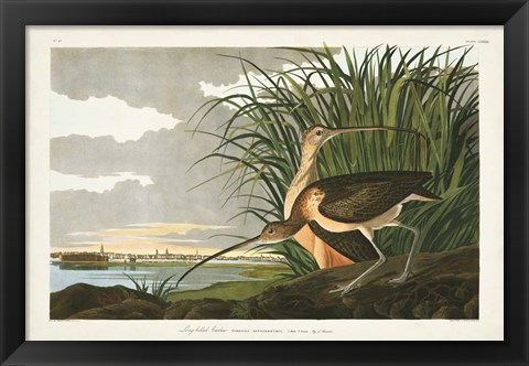 Framed Pl. 231 Long-billed Curlew Print