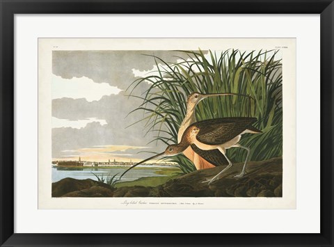 Framed Pl. 231 Long-billed Curlew Print