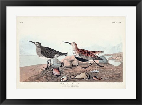 Framed Pl. 290 Red-backed Sandpiper Print