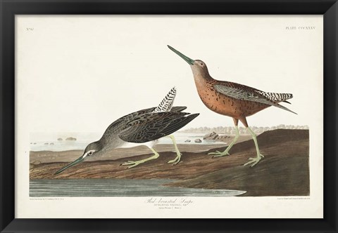 Framed Pl. 335 Red-breasted Snipe Print