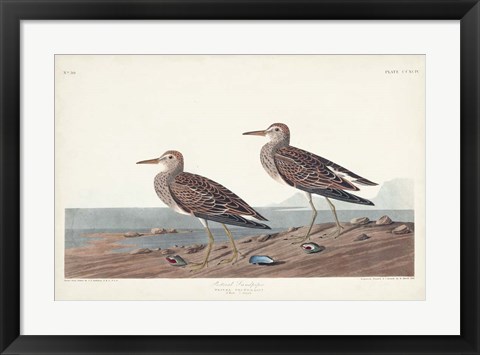 Framed Pl. 294 Pectoral Sandpiper Print