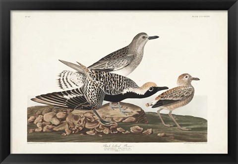 Framed Pl. 334 Black-bellied Plover Print