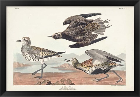 Framed Pl. 300 Golden Plover Print