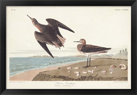 Framed Pl. 278 Schins Sandpiper Print