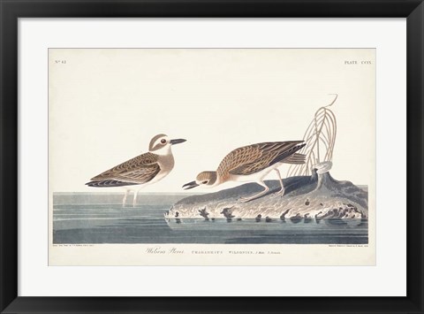 Framed Pl. 209 Wilsons Plover Print