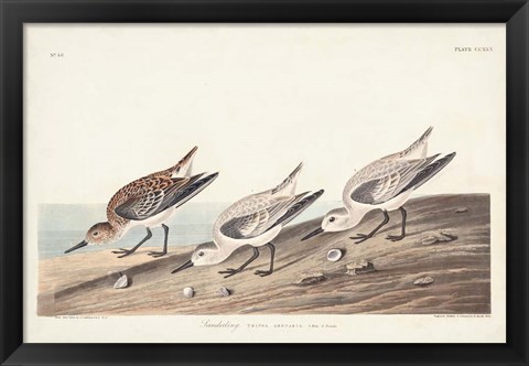 Framed Pl. 230 Sanderling Print