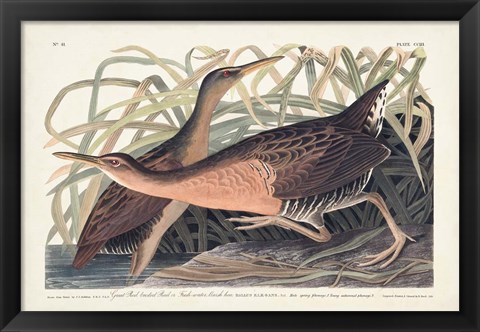 Framed Pl. 203 Great Red-breasted Rail Print