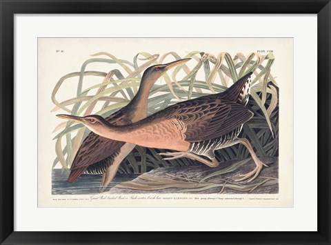 Framed Pl. 203 Great Red-breasted Rail Print