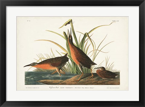 Framed Pl. 205 Virginian Rail Print