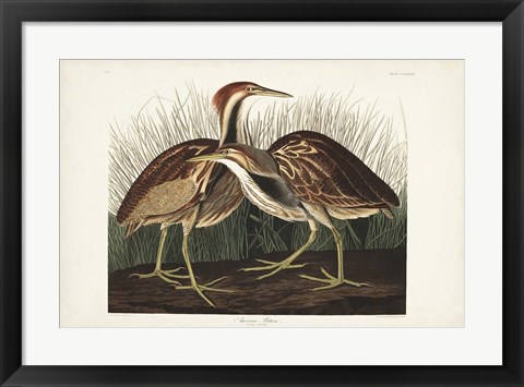 Framed Pl. 337 American Bittern Print