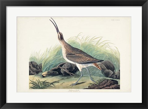 Framed Pl. 237 Hudsonian Curlew Print