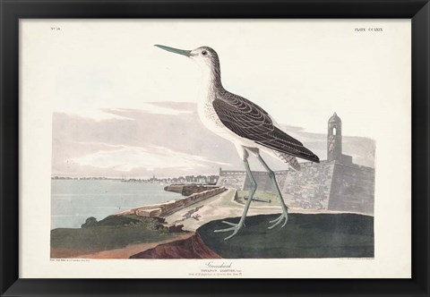 Framed Pl. 269 Greenshank Print