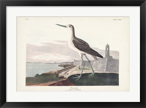 Framed Pl. 269 Greenshank Print