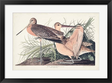 Framed Pl. 238 Great Marbled Godwit Print