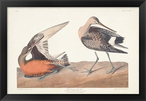 Framed Pl. 258 Hudsonian Godwit Print