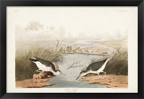 Framed Pl. 310 Spotted Sandpiper Print