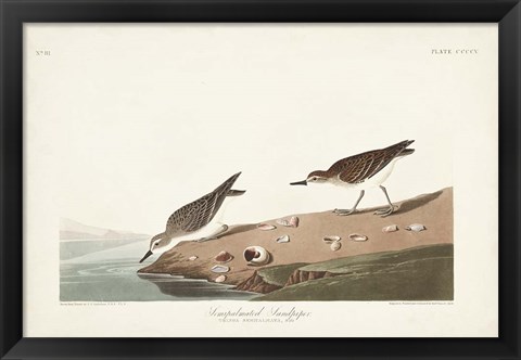 Framed Pl. 405 Semipalmated Sandpiper Print