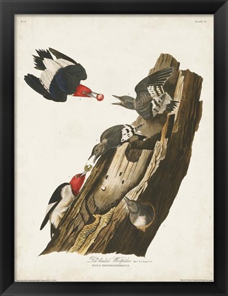 Framed Pl. 27 Red-headed Woodpecker Print