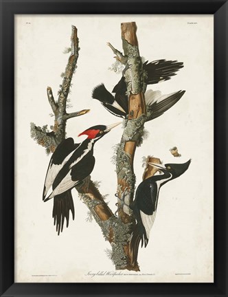 Framed Pl. 66 Ivory-billed Woodpecker Print