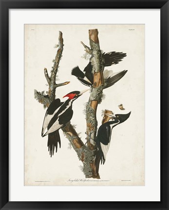 Framed Pl. 66 Ivory-billed Woodpecker Print