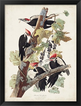 Framed Pl. 111 Pileated Woodpecker Print