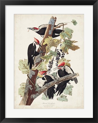 Framed Pl. 111 Pileated Woodpecker Print