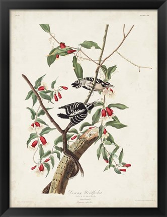 Framed Pl. 112 Downy Woodpecker Print