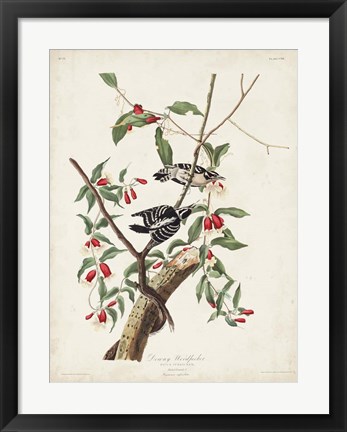 Framed Pl. 112 Downy Woodpecker Print