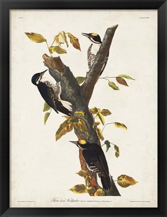 Framed Pl. 132 Three-toed Woodpecker Print