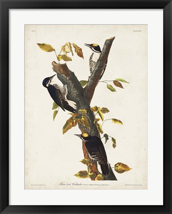 Framed Pl. 132 Three-toed Woodpecker Print