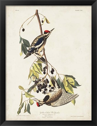 Framed Pl. 190 Yellow-bellied Woodpecker Print