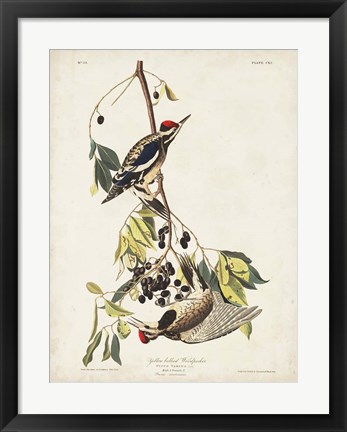 Framed Pl. 190 Yellow-bellied Woodpecker Print