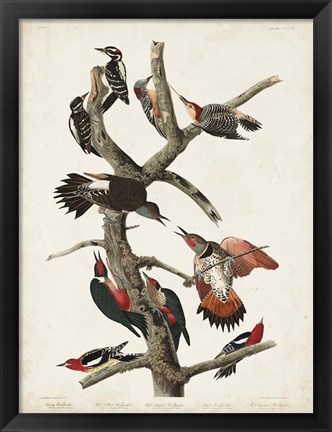 Framed Pl. 416 Hairy Woodpecker Print