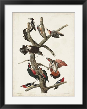 Framed Pl. 416 Hairy Woodpecker Print