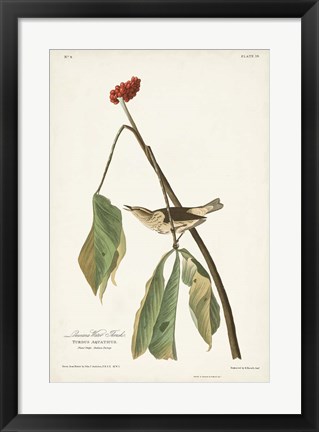 Framed Pl. 19 Louisiana Water Thrush Print