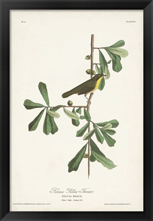 Framed Pl. 24 Roscoe&#39;s Yellow Throat Print