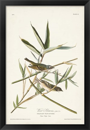 Framed Pl. 28 Vireo Solitarius Print