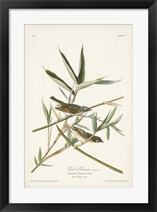 Framed Pl. 28 Vireo Solitarius Print