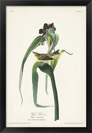 Framed Pl. 30 Vigors Vireo Print