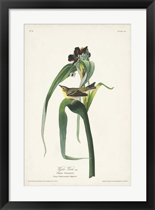 Framed Pl. 30 Vigors Vireo Print