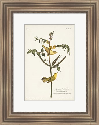 Framed Pl. 35 Children&#39;s Warbler Print