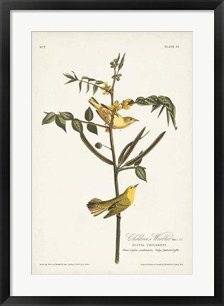 Framed Pl. 35 Children&#39;s Warbler Print