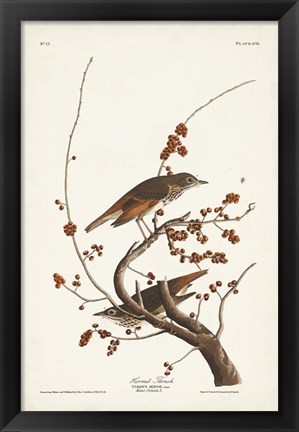 Framed Pl. 58 Hermit Thrush Print