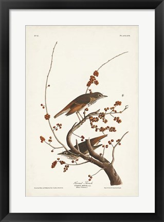 Framed Pl. 58 Hermit Thrush Print