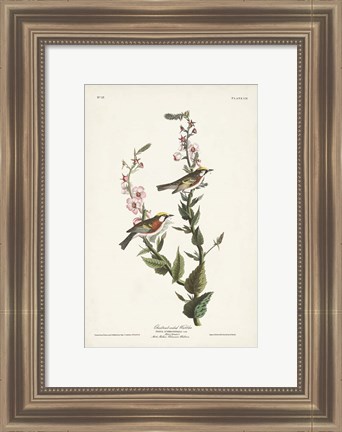 Framed Pl. 59 Chestnut-sided Warbler Print